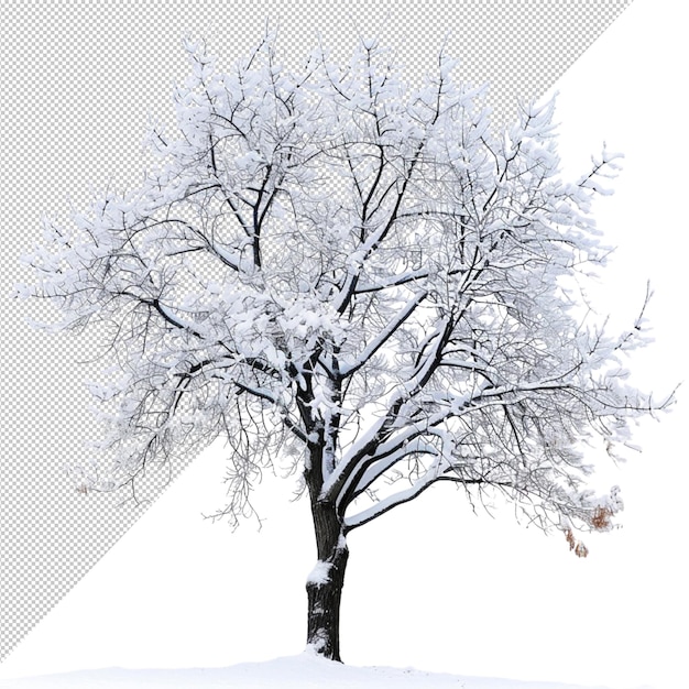Een boom met met sneeuw bedekte takken