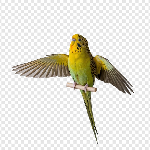 Een Budgerigar geïsoleerd op een witte achtergrond