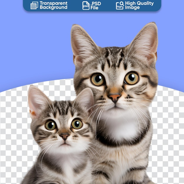 PSD een close-up portret van een schattig kitten en zijn volwassen kat
