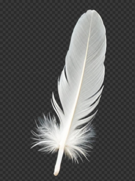Een delicate witte veer met een zachte pluizige textuur