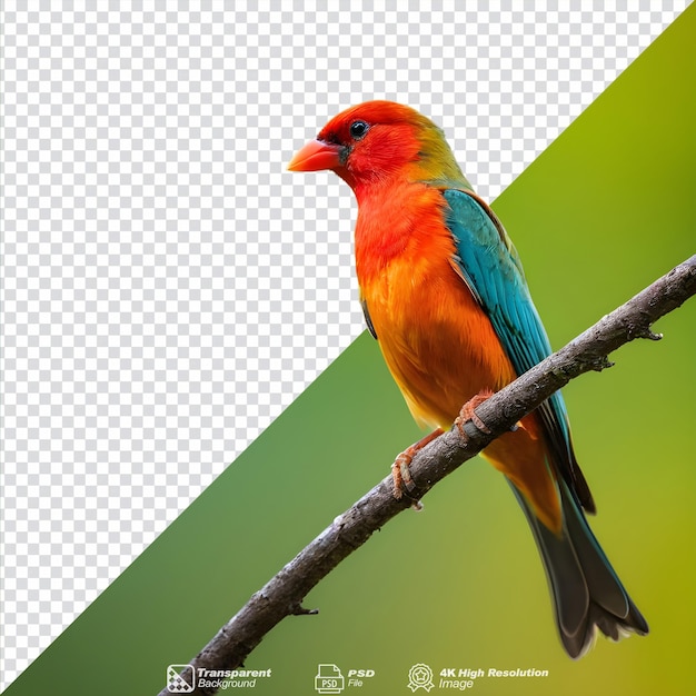 Een eenzame levendige vogel die geïsoleerd op de boom zit.