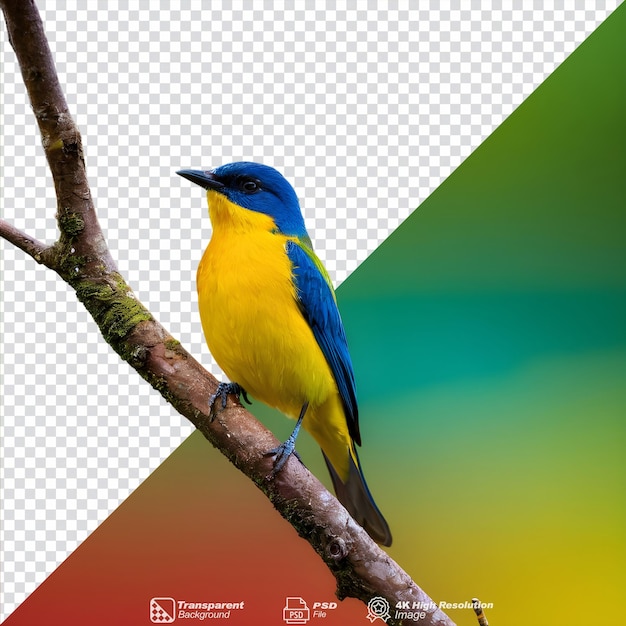 Een eenzame levendige vogel die geïsoleerd op de boom zit.