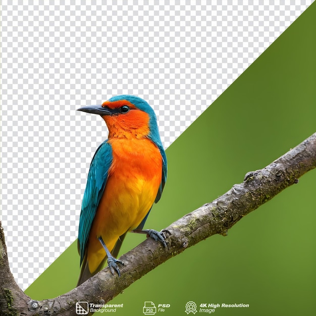 Een eenzame levendige vogel die geïsoleerd op de boom zit.