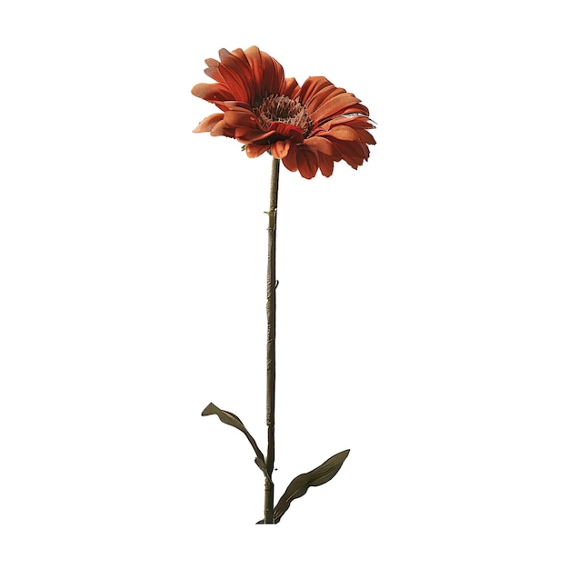 PSD een enkele oranje gerbera bloem