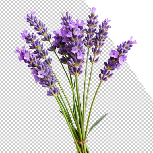 een foto van een bloem die op een scherm staat