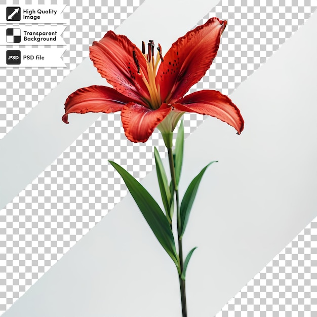 PSD een foto van een bloem met de titel de tijd van 3 00
