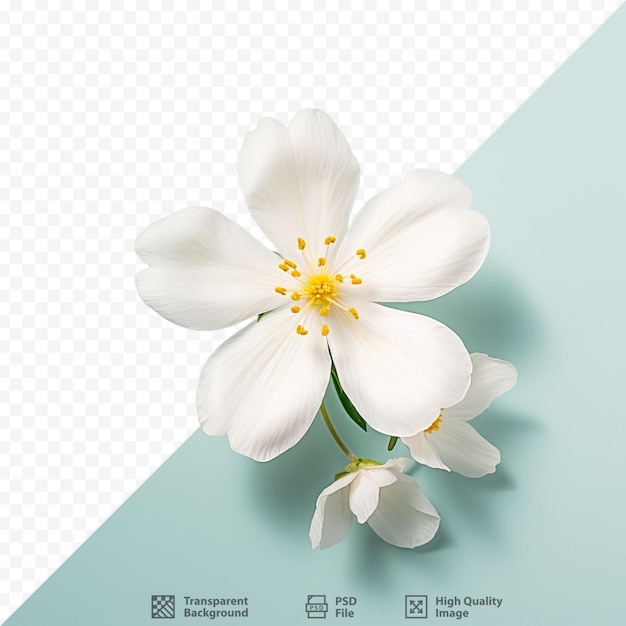 PSD een foto van een bloem met de woorden 