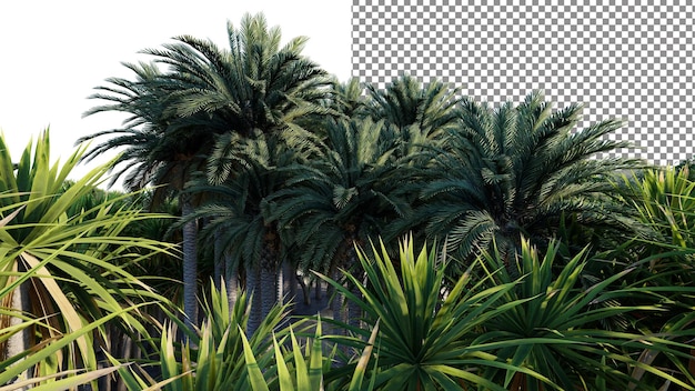 Een foto van een bos met palmbomen en de tekst "palmbomen".