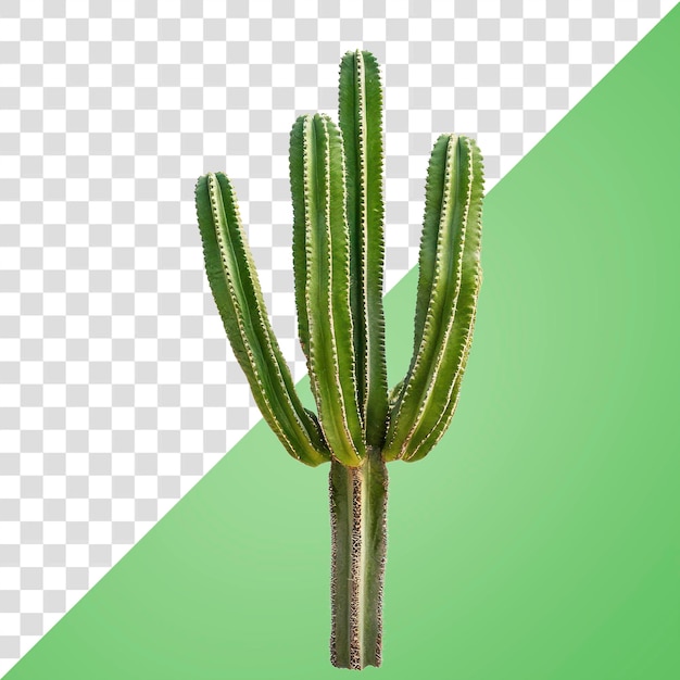 Een foto van een geïsoleerde cactusplant