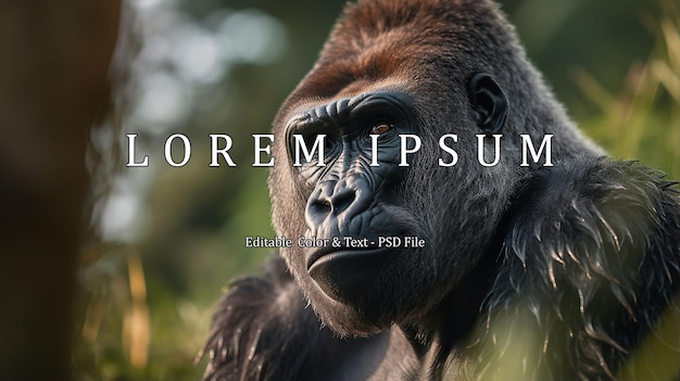 PSD een foto van een gorilla.