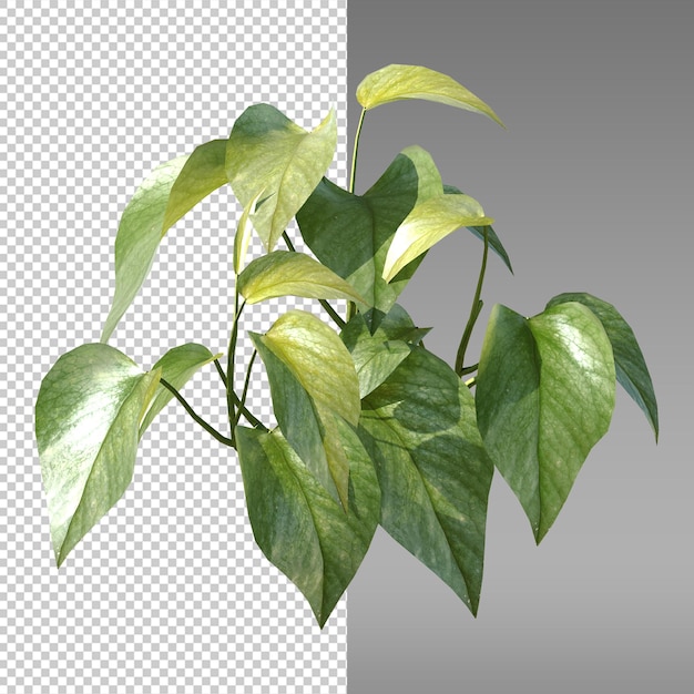 een foto van een plant met een groen blad