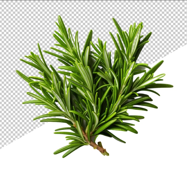 PSD een foto van een plant met een witte achtergrond met een groene tak van rozemarijn