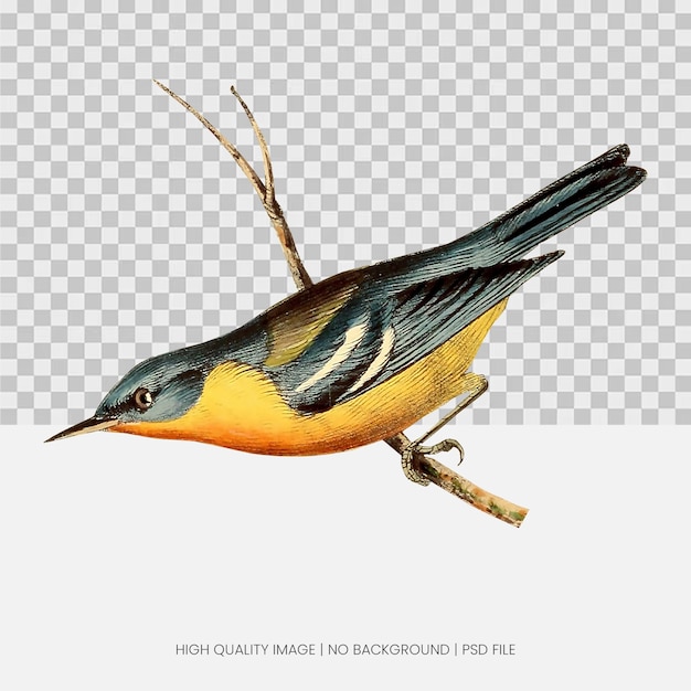 Een foto van een vogel 3