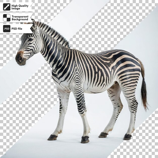 Een foto van een zebra met de woorden zebra erop