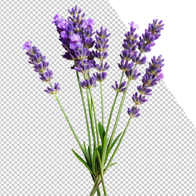 een foto van lavendelbloemen op een doorzichtige achtergrond