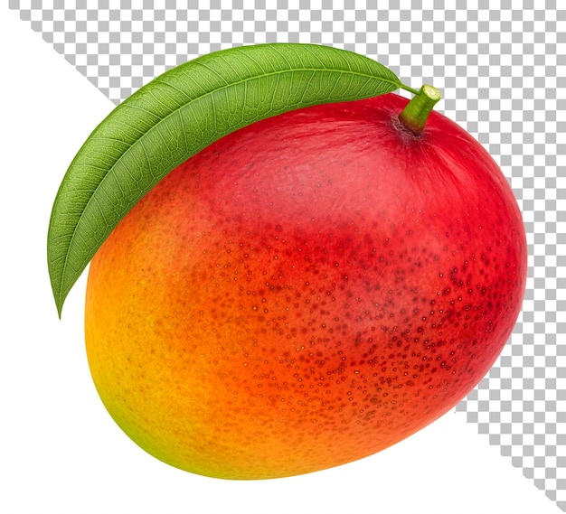 Één geheel mangofruit met geïsoleerd blad