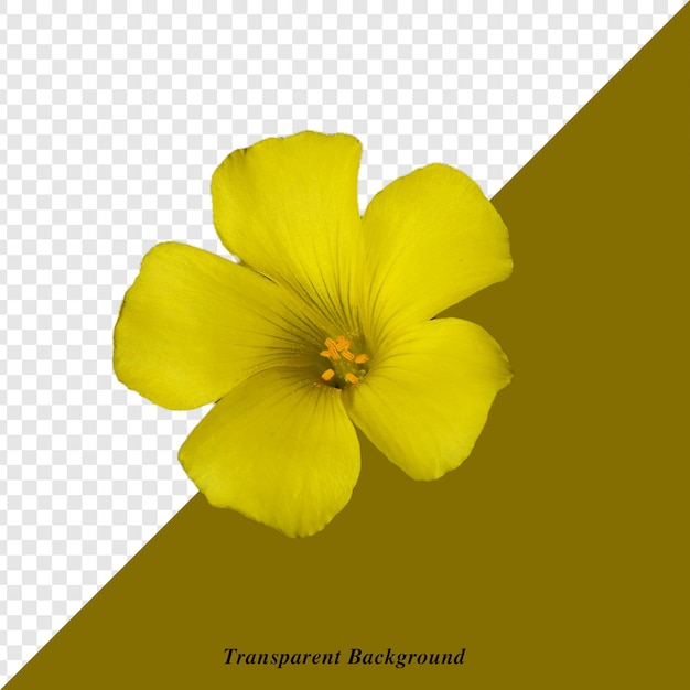 een gele bloem met de woorden " contour " erop
