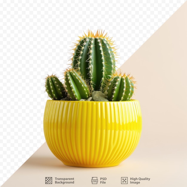 PSD een gele keramische vaas met een cactus erin en een witte achtergrond met een gele achtergrond.