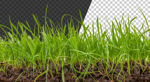 Een grasveld png
