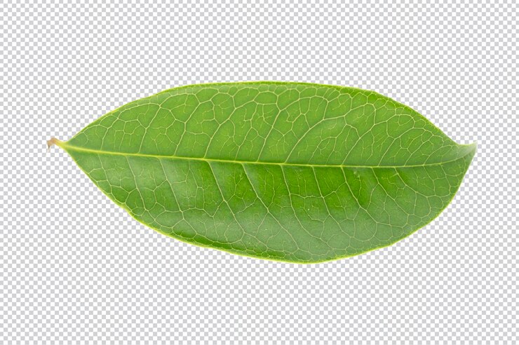 PSD een groen blad met daarop een blad met een patroon van kleine lijntjes.