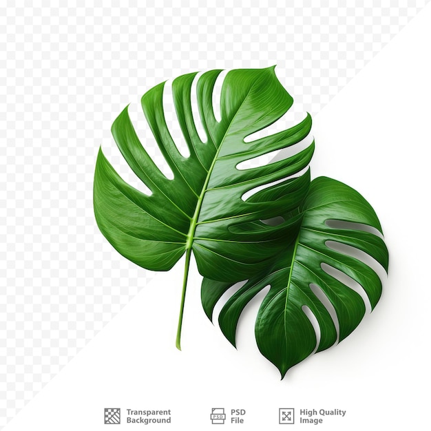 Een groen blad van een plant met de woorden 