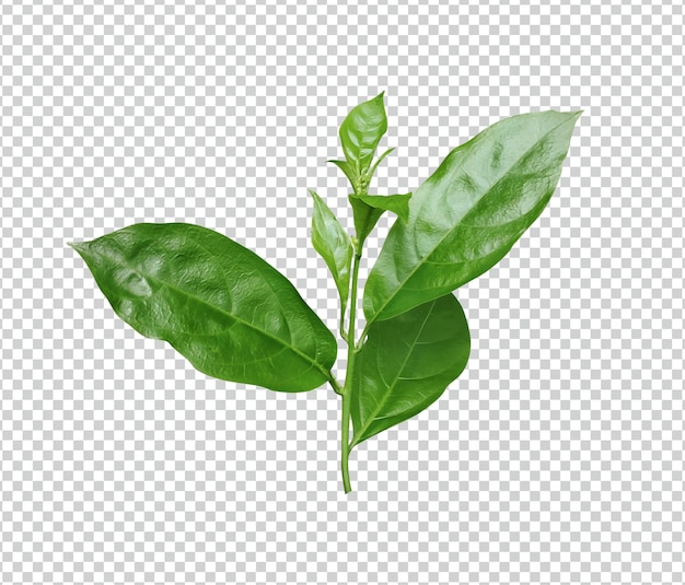 een groen blad van jasmijnbloem op een witte achtergrond
