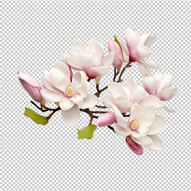 Een groene bladplant met een witte achtergrond