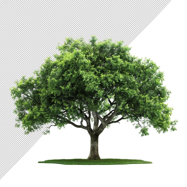 Een groene boom met bladeren en takken