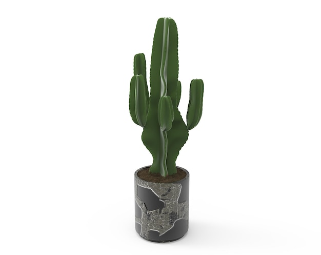 Een groene cactus in een pot met een zwarte basis en een witte achtergrond