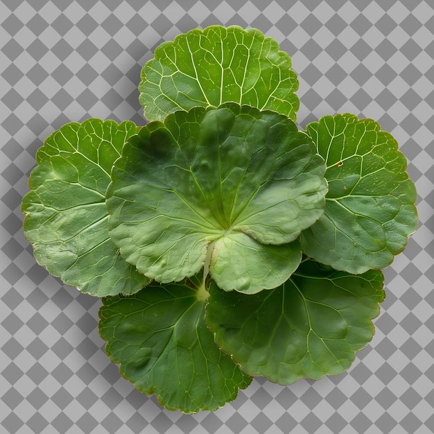 PSD een groene plant met een blad dat zegt 