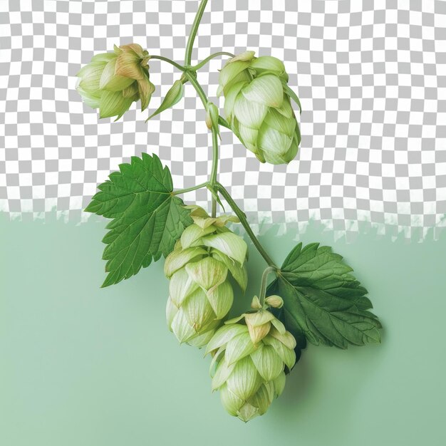 PSD een groene plant met een groen blad dat zegt knop