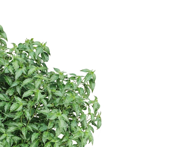 een groene plant met witte bloemen en groene bladeren
