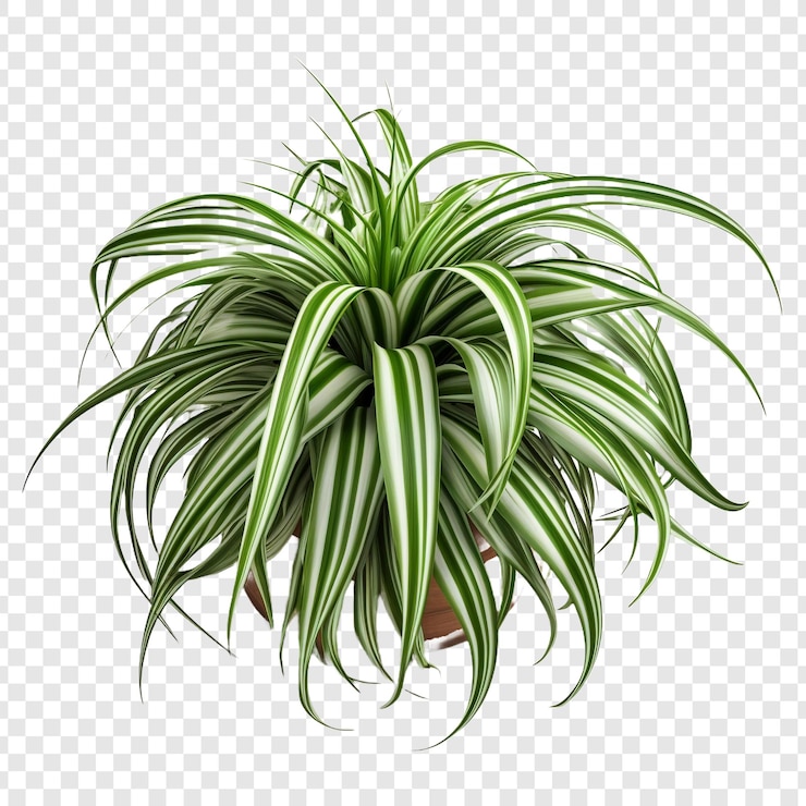 PSD een groene plant op een doorzichtige achtergrond