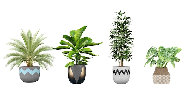 Een groep planten die op een witte achtergrond staan