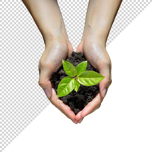 een hand die een plant vasthoudt met een afbeelding van een groene plant erin PNG Transparant
