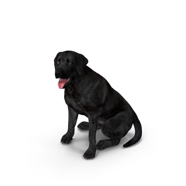 een hond die op een witte achtergrond zit