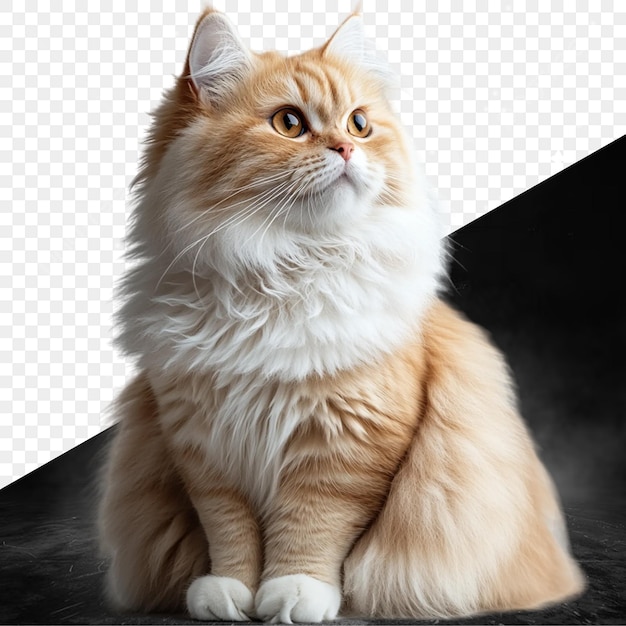 een kat met gele ogen zit op een zwarte achtergrond