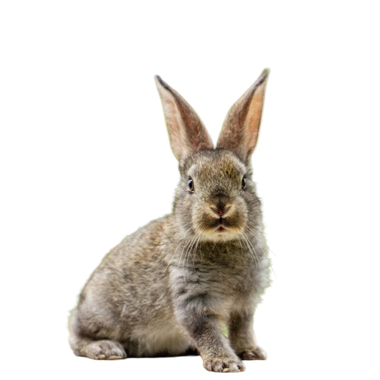 PSD een konijn zit op een witte achtergrond met een witte agtergrond psd