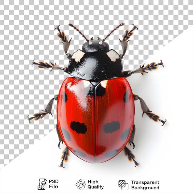 Een ladybug op een doorzichtige achtergrond met een png-bestand