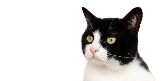 Een mooi portret van een geïsoleerde kat.
