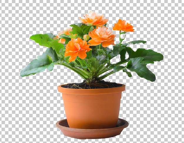 Een mooie bloem in een pot.