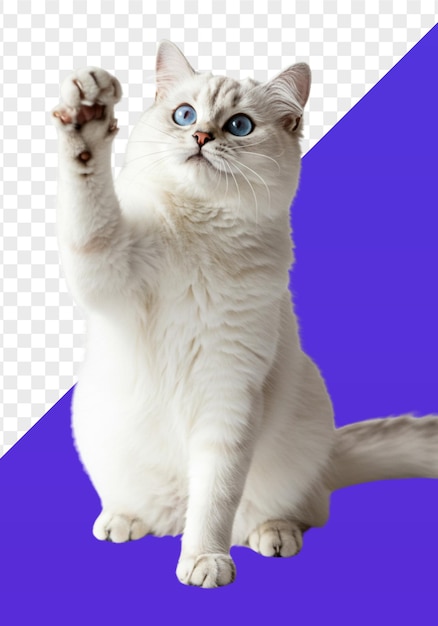 Een mooie witte kat met blauwe ogen die zijn poot opheft.