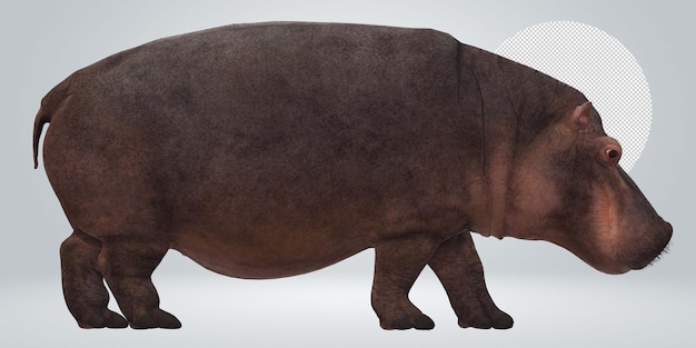 een neushoorn met een veer op zijn rug