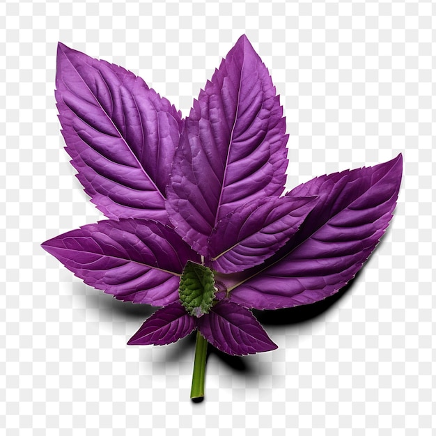Een paarse bloem met een groene stengel