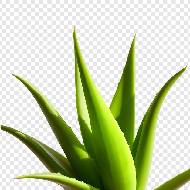 een plant met groene bladeren op een doorzichtige achtergrond