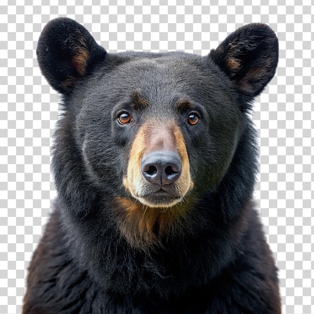 PSD een portret van een zwarte beer op een doorzichtige achtergrond