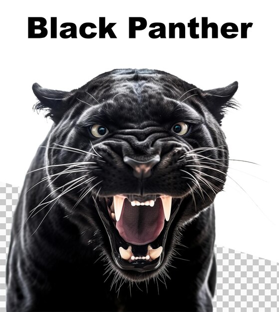 PSD een poster met een agressieve zwarte panter met de woorden black panther erop