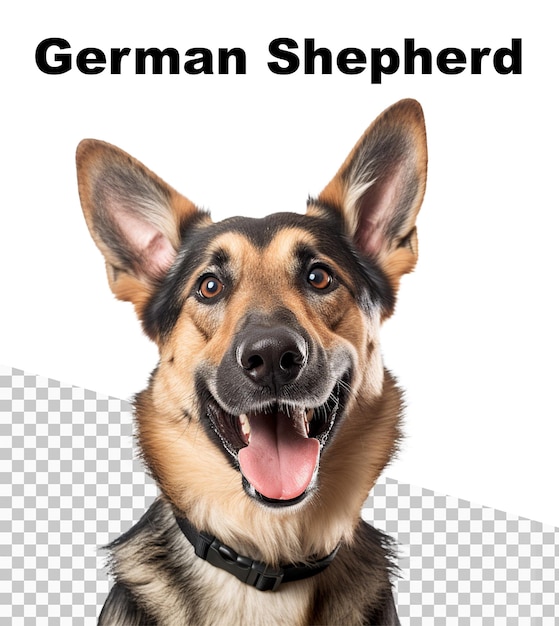 Een poster met een vrolijke duitse herdershond en de woorden duitse herder bovenaan