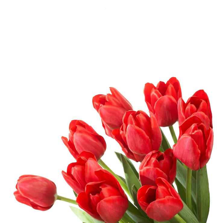 PSD een prachtig boeket van levendige rode tulpen op een witte achtergrond