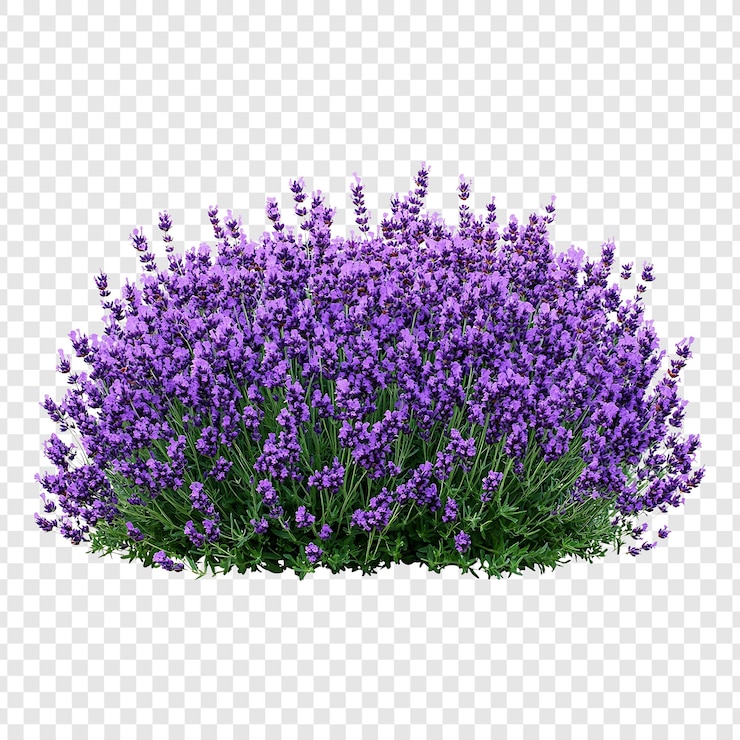 Een prachtige lavendelstruik met paarse bloemen in volle bloei